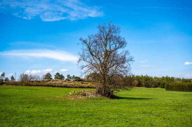 istock Tree silhouette with hunting tower on meadow. 1318997954