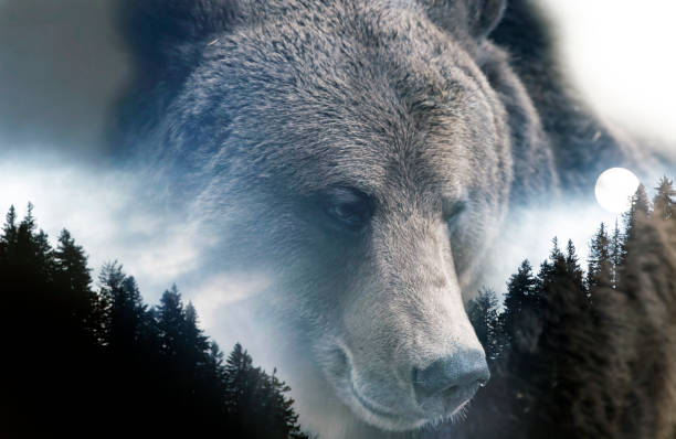 istock Brown bear and misty forest - double exposure photo. 1318998400