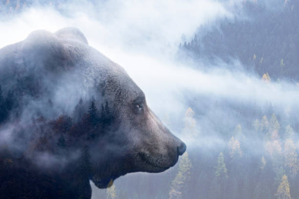 istock Brown bear and misty forest - double exposure photo. 1318998521