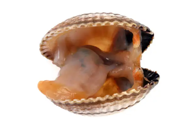 Open raw shell in close-up on a white background