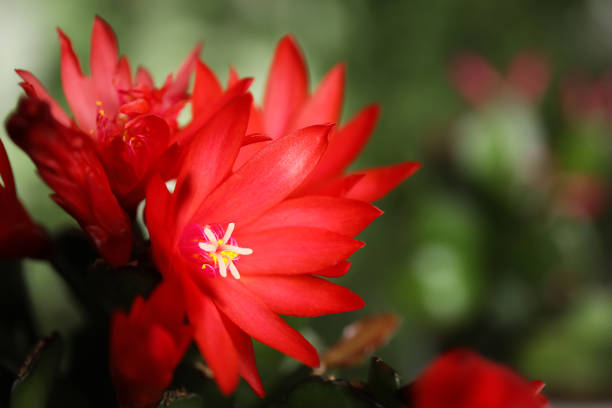 istock Beautiful blooming Schlumbergera (Christmas or Thanksgiving cactus) against blurred background, closeup. Space for text 1318999205