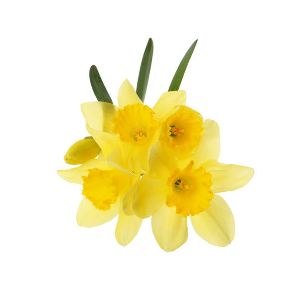 istock Beautiful blooming yellow daffodils on white background 1318999547