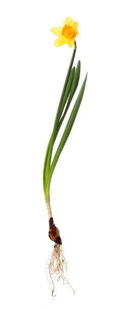 istock Blooming yellow daffodil with bulb isolated on white 1318999656