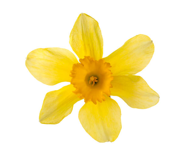 istock Beautiful blooming yellow daffodil isolated on white 1318999696