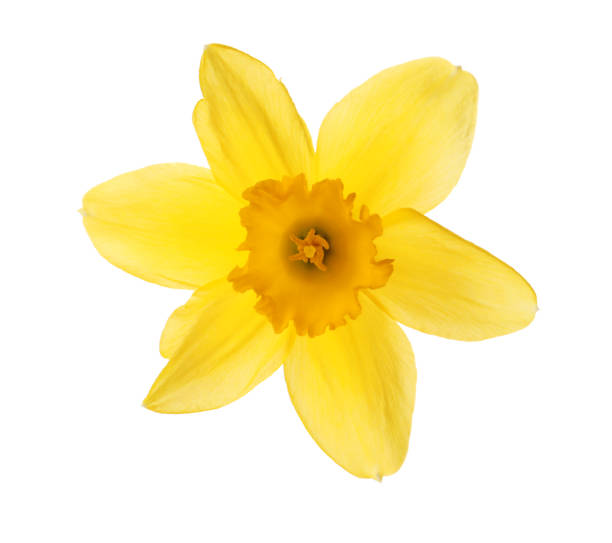 istock Beautiful blooming yellow daffodil isolated on white 1318999730
