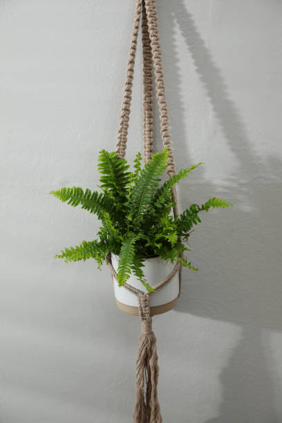 istock Beautiful fresh fern hanging on white wall 1318999736