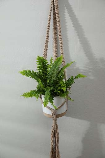 Beautiful fresh fern hanging on white wall