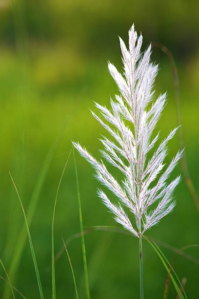 istock white flower of grass 131900039