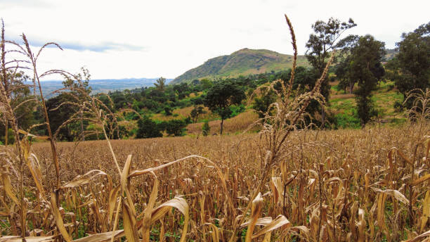 Dry Maize Field Crop with rolling hills Dry Maize Field Crop with rolling hills Zomba Malawi el nino stock pictures, royalty-free photos & images