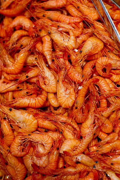shrimp stock photo