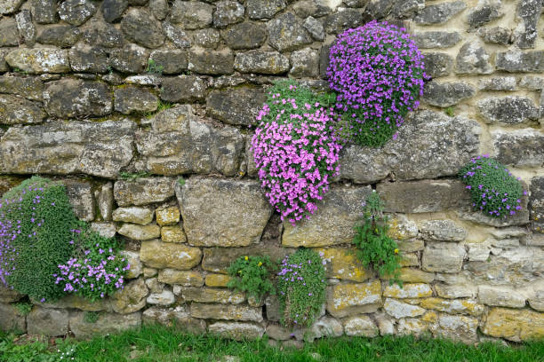helle rosa frühlingsblumen auf steinmauer in einem landhaus, ländlichen garten, england, uk, garten. schöne florale hintergrund. flieder und lila phloxe - steinmauer garten stock-fotos und bilder