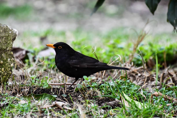 blackbird on a branch, photo as a background, digital image