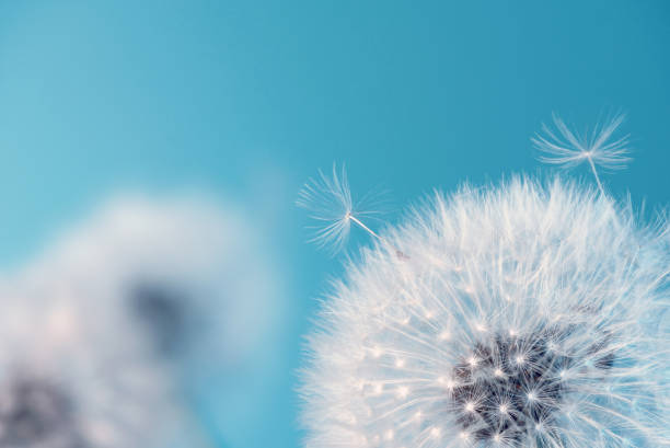 istock White blowball dandelions on blue background. Macro 1319002313
