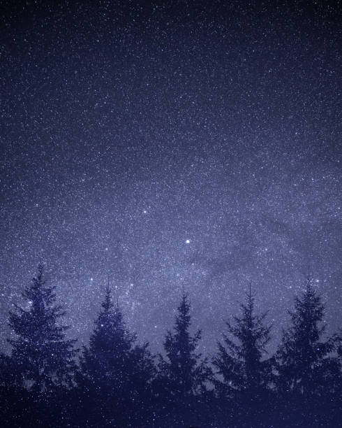 istock Double exposure of the starry sky and fir trees 1319002502