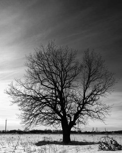 istock Silhouette leafless branches tree on the background sky. Winter day 1319002595
