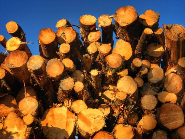 Freshly cut trees for lumber stock photo