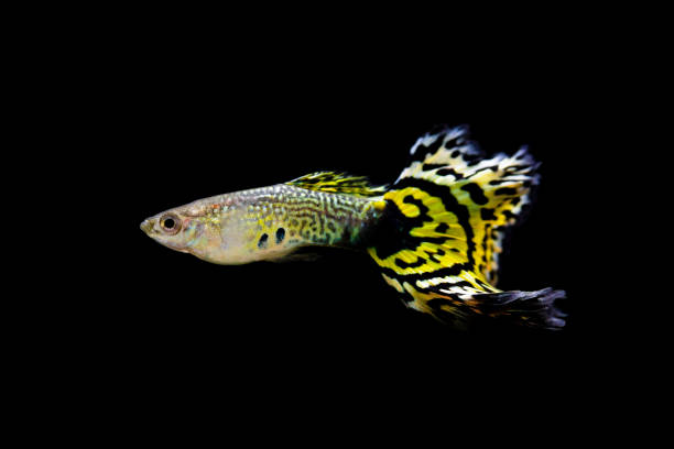istock Colorful Guppy - Aquarium Fish 1319002727