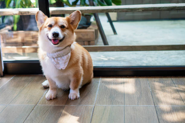 istock Adorable brown welsh corgi sitting on wood floor while learning something and looking owner at home. Corgi doggy playing with people in the room. Dog training or Relationship animal concept. 1319003410