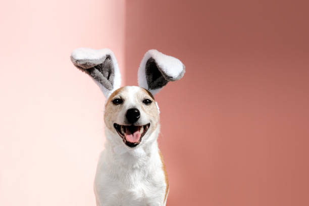 istock Jack Russell terrier with bunny ears looks at camera on pink 1319003489