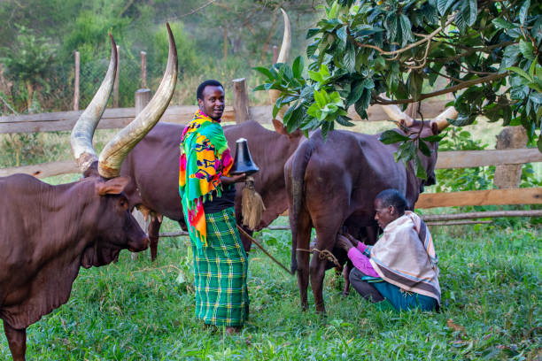 Milking Ankole Cows, Kitwa, Uganda Kitwa, Uganda - July 16, 2019: Local shepherds milk Ankole cows in Kitwa, Uganda landscape fog africa beauty in nature stock pictures, royalty-free photos & images