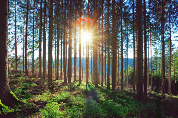 Early morning with sunrise in pine forest.