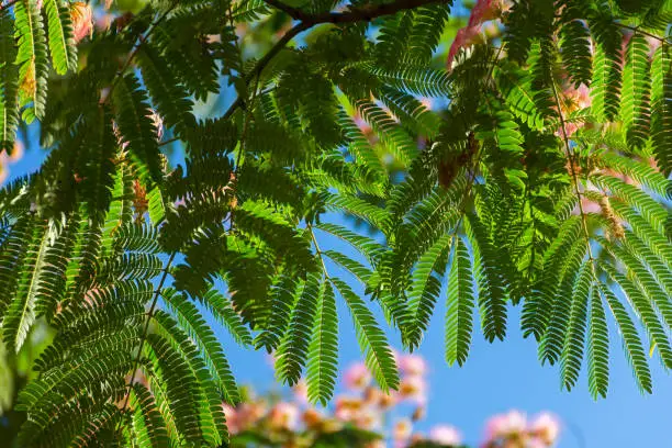 Photo of Albizia Lenkoran lat. Albizia giulibrissin or silk acacia with delicate pink flowers.