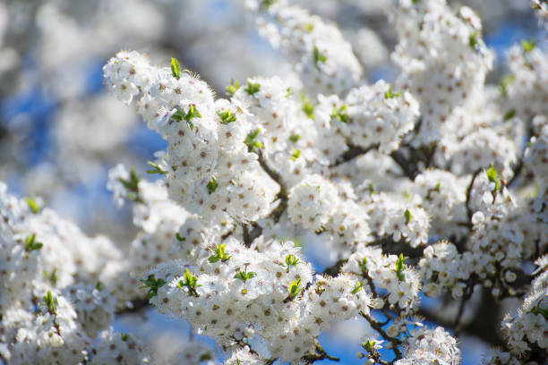 istock Beautiful bloom of the plum tree. 1319006218