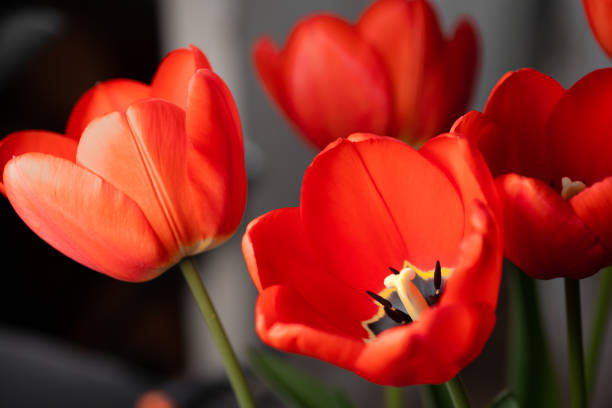 Tulipa Vermelha Pétalas Aberto Na Primavera Nos Eua Banco de Imagens e  Fotos de Stock - iStock
