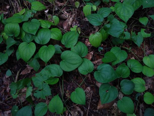istock Black pepper (Piper nigrum) plant leaves 1319006664