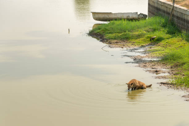 un perro callejero está bebiendo agua en un estanque - riverbank marsh water pond fotografías e imágenes de stock