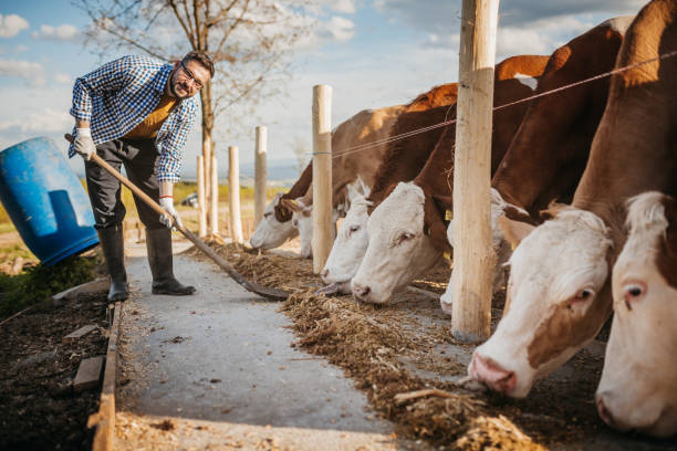 istock Man works on a cow farm 1319007820