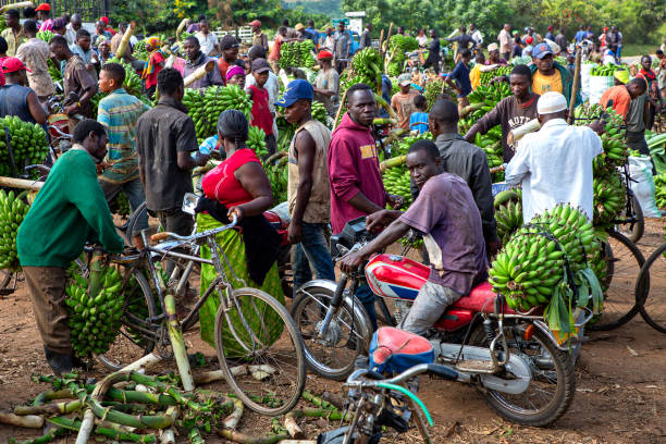 banana market, kitwa, uganda - country market stock-fotos und bilder