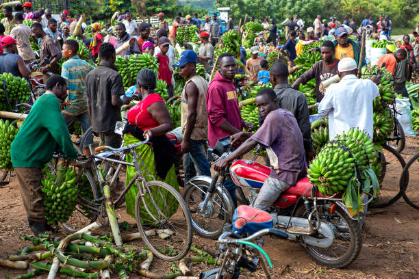 mercado de banana, kitwa, uganda - country market - fotografias e filmes do acervo