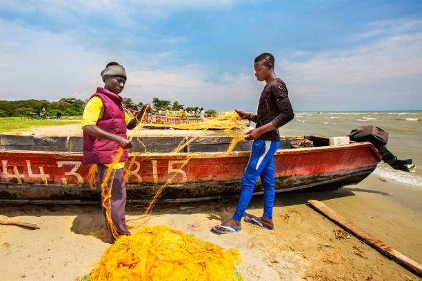 układanie kabaretek, jezioro george, uganda - rowboat fishing africa fishing industry zdjęcia i obrazy z banku zdjęć