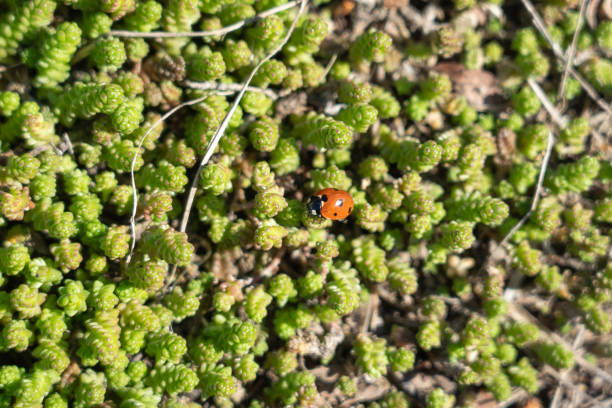 istock Red ladybug crawling on plant sedum . Selective focus 1319010671