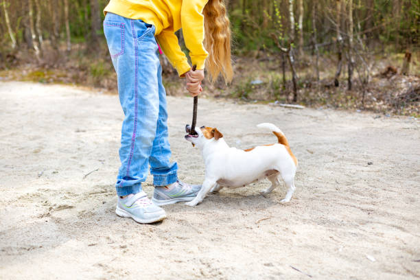 a girl plays with a stick with a dog in the park on the sandy path in summer. - healthy lifestyle nature sports shoe childhood imagens e fotografias de stock