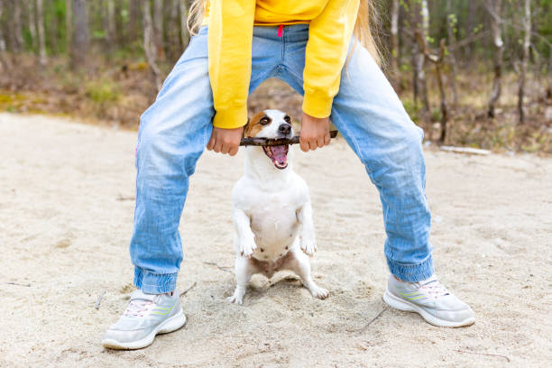 the funny dog grabbed the stick with its teeth. friendship of a child and a dog. - healthy lifestyle nature sports shoe childhood imagens e fotografias de stock