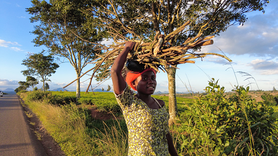 Young Smiling African woman carrying a bundle of firewood on her head next to a tea plantation Malawi