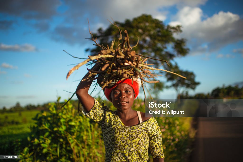 Vibrant Portrait of Young African woman carrying a bundle of firewood on her head next to a tea plantation Vibrant Portrait of Young African woman carrying a bundle of firewood on her head next to a tea plantation Malawi Africa Stock Photo