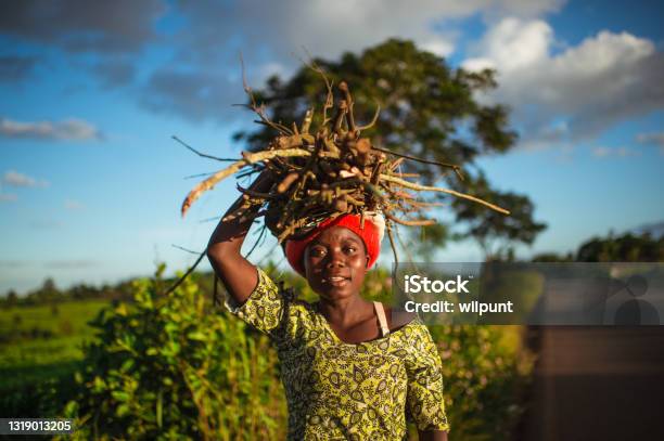 Vibrant Portrait Of Young African Woman Carrying A Bundle Of Firewood On Her Head Next To A Tea Plantation Stock Photo - Download Image Now