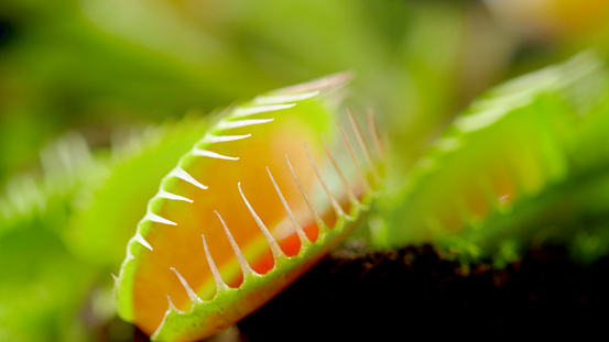 Close-up of Venus flytrap plant.