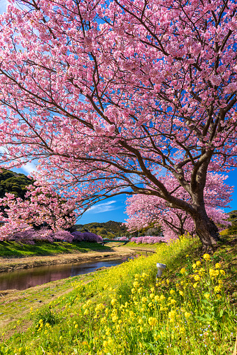 This is a scenery of cherry trees in Minami Izu town in Shizuoka prefecture, Japan.\nCherry trees of this area is well known as a tourist destination in this prefecture.