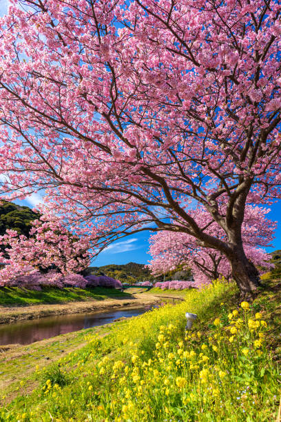 cerejeiras na cidade de minami izu na província de shizuoka, japão - town of blossom - fotografias e filmes do acervo