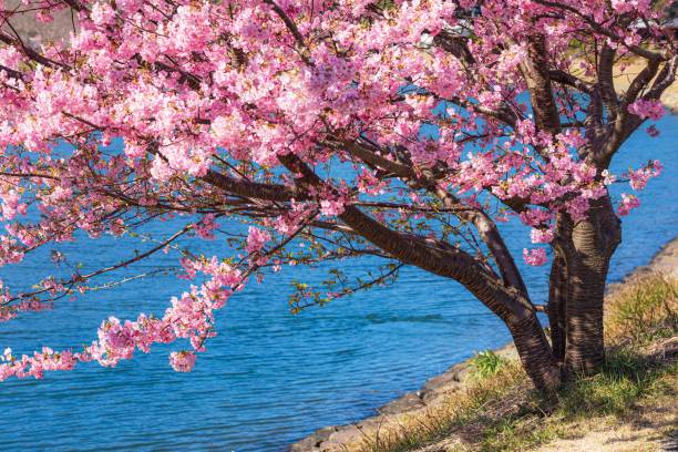 cerejeiras na cidade de minami izu na província de shizuoka, japão - town of blossom - fotografias e filmes do acervo