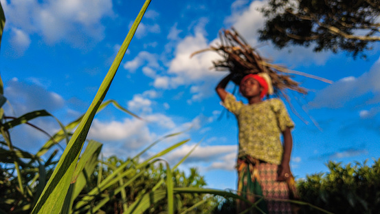 Low Angle Selective Focus on grass Portrait Young African woman carrying a bundle of firewood on her head Malawi