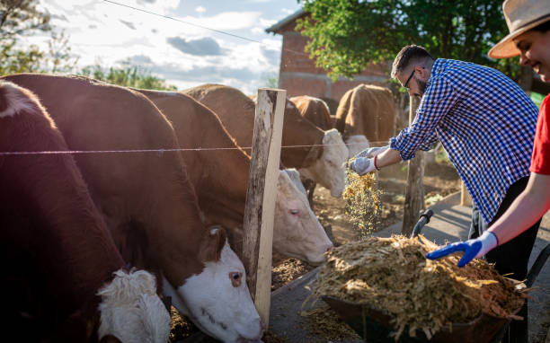 istock Man and woman workers working on diary farm 1319014748