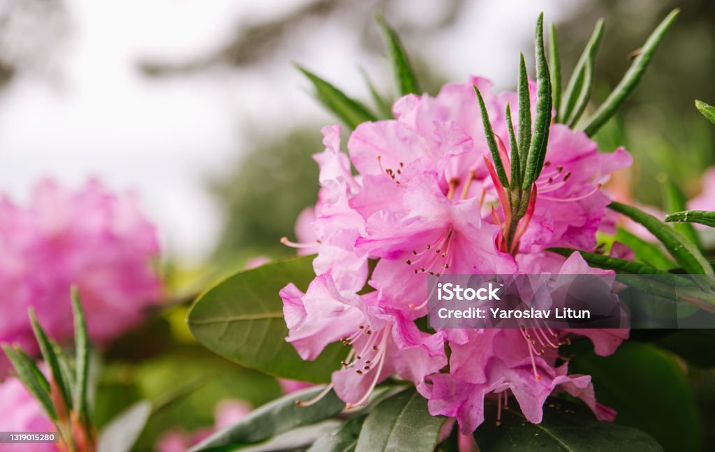 Pink flowers and buds of rhododendron outdoors in the Park in Sunny weather, closeup and blurred background. Pink flowers and buds of rhododendron outdoors in the Park in Sunny weather, closeup and blurred background Rhododendron Stock Photo