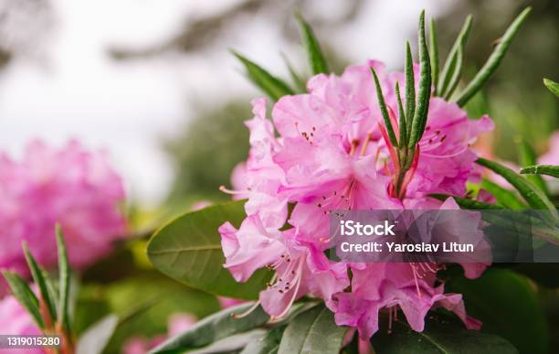 Pink Flowers And Buds Of Rhododendron Outdoors In The Park In Sunny Weather Closeup And Blurred Background Stock Photo - Download Image Now