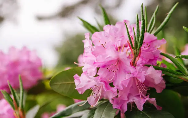 Photo of Pink flowers and buds of rhododendron outdoors in the Park in Sunny weather, closeup and blurred background.