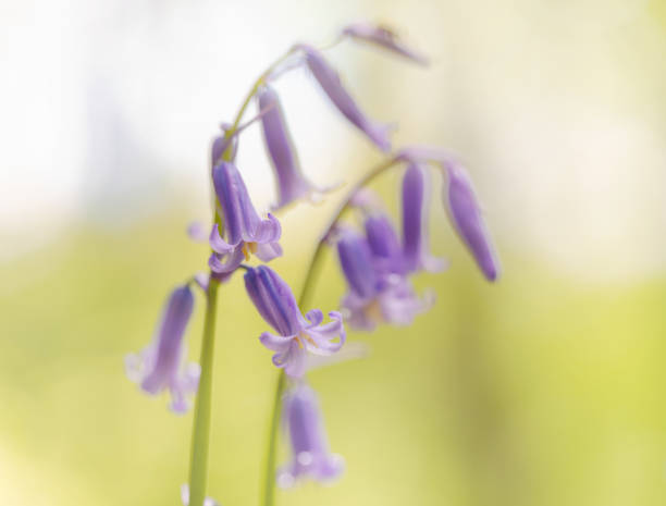 istock Bluebells In Close Up 1319016512